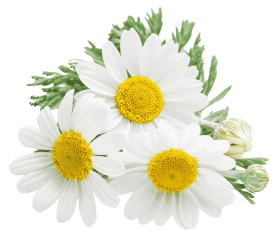 chamomile 1